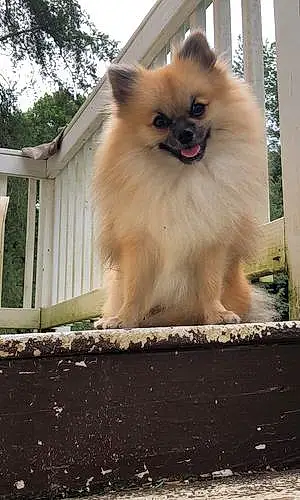 Name Pomeranian Dog Gabriel