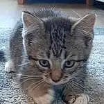 Cat, Felidae, Leg, Carnivore, Small To Medium-sized Cats, Whiskers, Fawn, Snout, Tail, Paw, Furry friends, Domestic Short-haired Cat, Wood, Terrestrial Animal, Claw, Foot, Hardwood, Sitting
