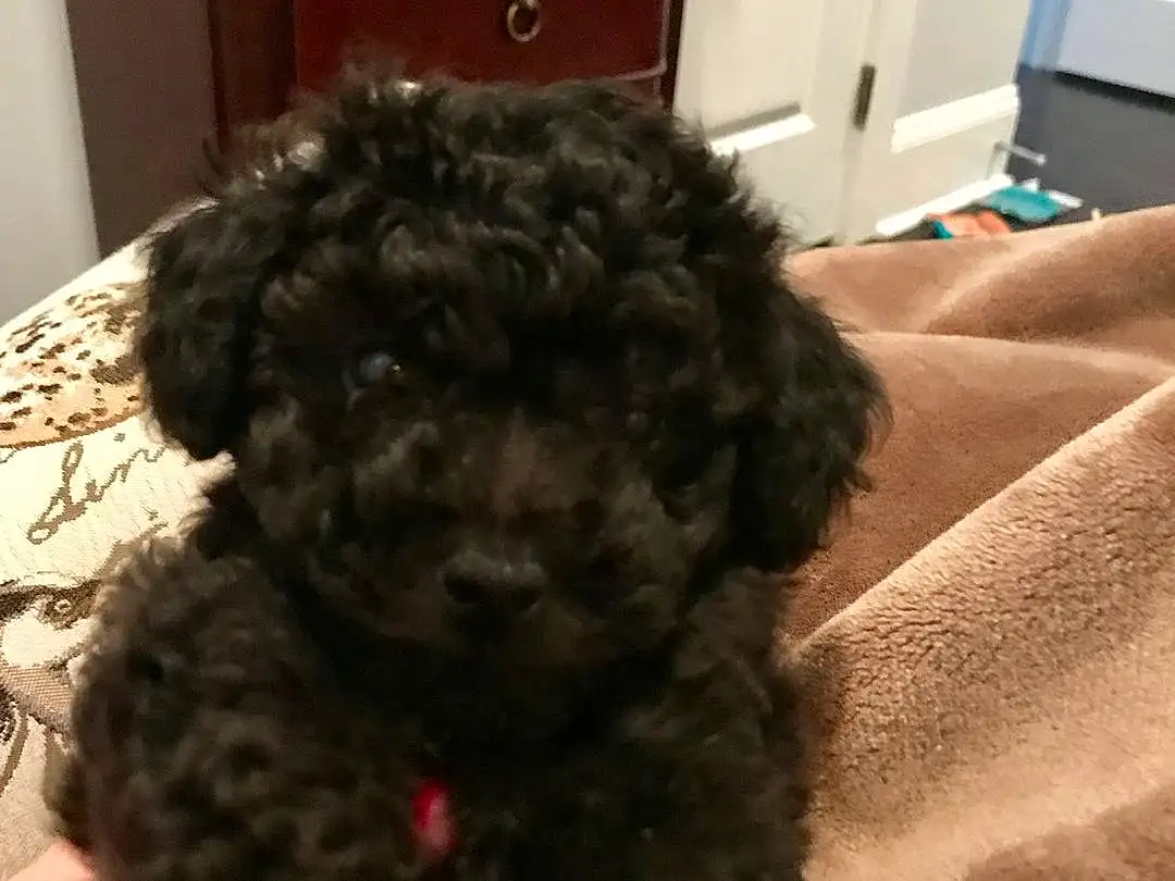 Dog, Canidae, Maltepoo, Dog breed, Toy Poodle, Miniature Poodle, Schnoodle, Spanish Water Dog, Shih-poo, Cockapoo, Puppy, Poodle Crossbreed, Carnivore, Bolonka, Poodle, Water Dog, Barbet, Companion dog