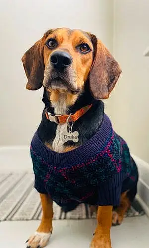 Name Beagle Dog Drake