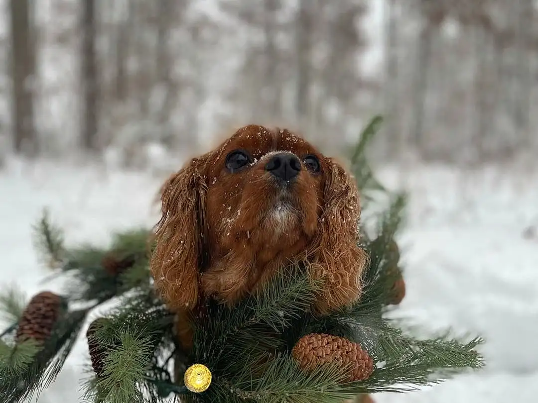 Snow, Dog, Dog breed, Carnivore, Liver, Fawn, Companion dog, Snout, Freezing, Working Animal, Winter, Wood, Canidae, Whiskers, Tail, Furry friends, Spaniel, Tree, Twig