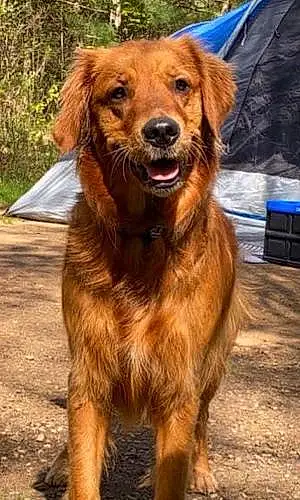 Name Golden Retriever Dog Crystal