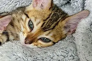 Name Bengal Cat Kiara