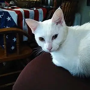 Name Siamese Cat Blanca