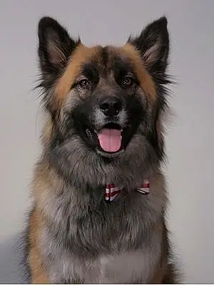 Name Mixed breed Dog Kenai