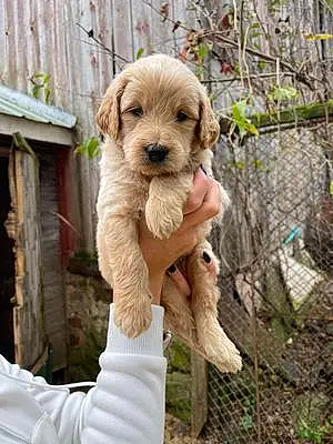 Name Goldendoodle Dog Bronco