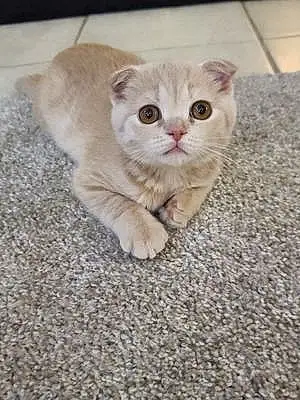 Name Scottish Fold Cat Cersei