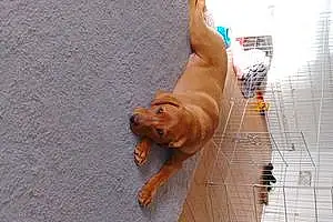 Name Labrador Retriever Dog Cooper