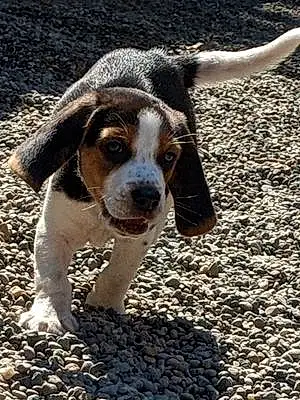 Name Beagle Dog Ben