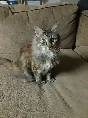 Name Oriental Longhair Cat Lassie