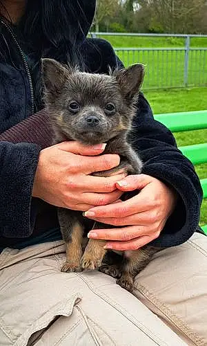 Name Chihuahua Dog Kobi