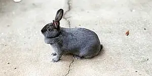 Name Rabbit Bumble