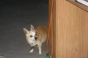 Name Chihuahua Dog Ike