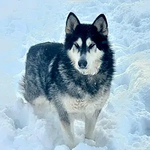 Alaskan Malamute Dog Sadie