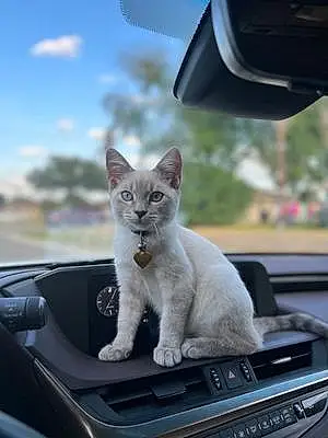 Name Siamese Cat Benji