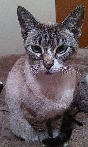 Siamese Cat Tiki