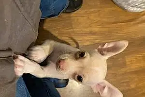 Name Chihuahua Dog Hendrix