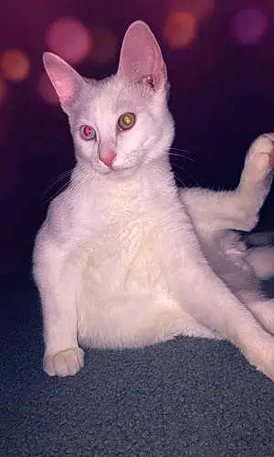 Name Cat Blanco