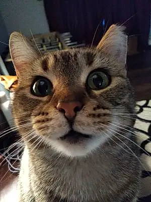 Name Tabby Cat Kit-kat
