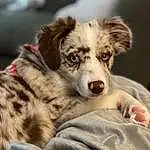 Dog, Dog breed, Carnivore, Companion dog, Whiskers, Plant, Snout, Bored, Furry friends, Canidae, Terrestrial Animal, Working Dog, Australian Shepherd, Puppy, Herding Dog, Grass, Australian Collie, Working Animal