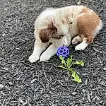 Flower, Plant, Cat, Carnivore, Grass, Dog breed, Felidae, Petal, Fawn, Companion dog, Whiskers, Happy, Wood, Tail, People In Nature, Small To Medium-sized Cats, Furry friends, Paw, Human Leg