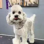 Dog, White, Collar, Dog Supply, Dog breed, Companion dog, Dog Collar, Toy Dog, Pet Supply, Poodle, Canidae, Maltepoo, Dog Clothes, Furry friends, Terrier, Working Animal, Bichon, Tail, Puppy
