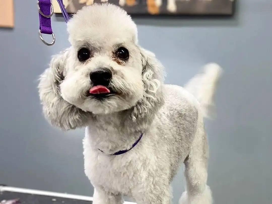 Dog, White, Collar, Dog Supply, Dog breed, Companion dog, Dog Collar, Toy Dog, Pet Supply, Poodle, Canidae, Maltepoo, Dog Clothes, Furry friends, Terrier, Working Animal, Bichon, Tail, Puppy