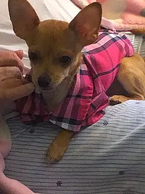 Name Chihuahua Dog Abu