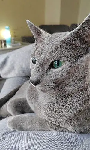 Name Russian Blue Cat Gary