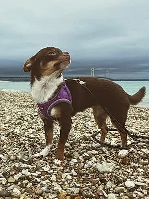 Name Chihuahua Dog Isabella