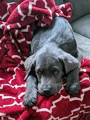 Name Labrador Retriever Dog Coal