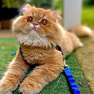 Name Persian Cat Gideon