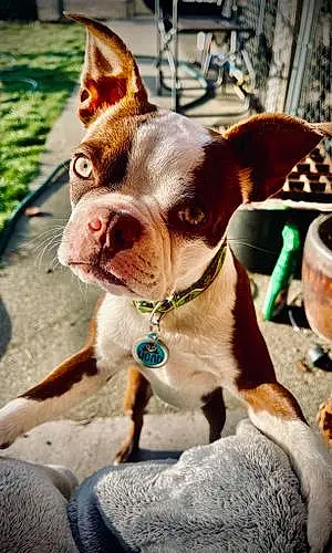 Boston terrier Dog Dozer