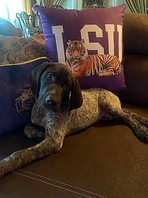German shorthaired pointer Dog Red Pepper