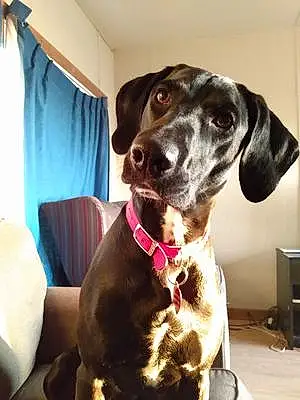 Name Labrador Retriever Dog Ayla