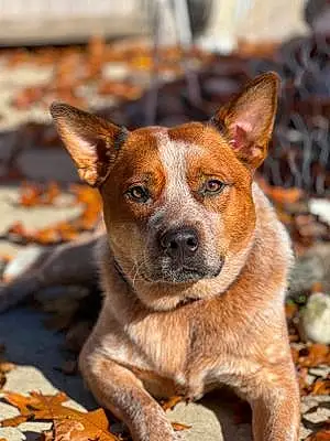 Name Australian cattle dog Dog Cairo
