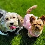 Dog, Dog breed, Dog Supply, Carnivore, Dog Clothes, Plant, Companion dog, Fawn, Toy, Toy Dog, Grass, Dog Collar, Snout, Working Animal, Collar, Canidae, Pet Supply, Leash, Small Terrier