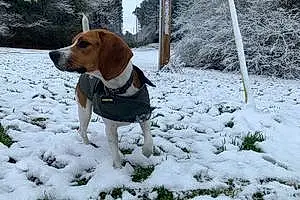 Name Beagle Dog Kenobi