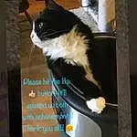 Cat, Felidae, Carnivore, Whiskers, Small To Medium-sized Cats, Television, Rectangle, Display Device, Tail, Gadget, Font, Box, Output Device, Multimedia, Advertising, Window, Poster, Television Set, Formal Wear, Photo Caption
