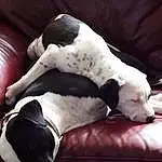 Dog, Dog breed, Carnivore, Comfort, Fawn, Companion dog, Tints And Shades, Snout, Working Animal, Tail, Human Leg, Linens, Great Dane, Whiskers, Furry friends, Canidae, Nap, Sleep