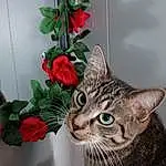 Plant, Flower, Cat, Window, Houseplant, Felidae, Carnivore, Flowerpot, Christmas Ornament, Whiskers, Small To Medium-sized Cats, Petal, Tail, Domestic Short-haired Cat, Furry friends, Flower Arranging, Carmine, Tree, Rose Order, Rose Family