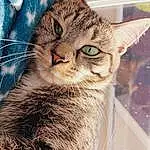 Cat, Eyes, Felidae, Carnivore, Small To Medium-sized Cats, Whiskers, Snout, Window, Furry friends, Domestic Short-haired Cat, Grass, Terrestrial Animal, Paw