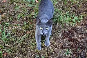 Name American Shorthair Cat Cj