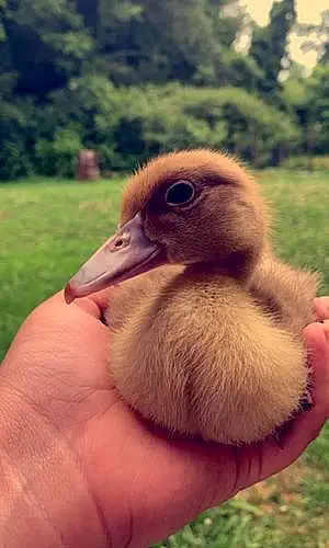 Name  Other Duckie