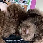 Dog, Liver, Dog breed, Carnivore, Whiskers, Working Animal, Companion dog, Toy Dog, Shih-poo, Snout, Terrier, Comfort, Furry friends, Canidae, Labradoodle, Puppy love, Maltepoo, Small Terrier, Yorkipoo