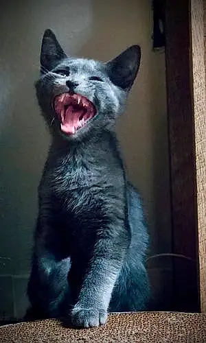 Name Cat Kodiak