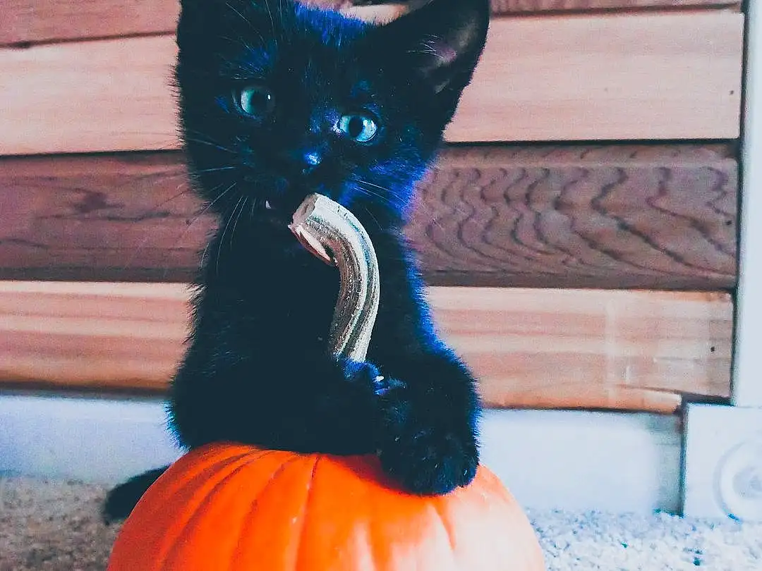 Cat, Black cats, Whiskers, Pumpkin, Snout, Halloween, Kitten, Cucurbita