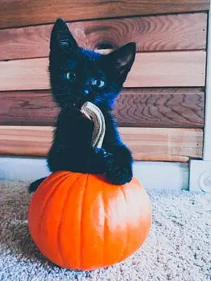 Halloween Cat Jack