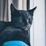Cat, Black cats, Blue, Black, Whiskers, Furry friends, Snout, Domestic short-haired cat, Bombay, Tail, Korat