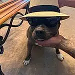 Dog, Hat, Dog breed, Carnivore, Fedora, Eyewear, Sun Hat, Sunglasses, Table, Fawn, Cool, Working Animal, Companion dog, Automotive Tire, Goggles, Snout, Grass, Selfie
